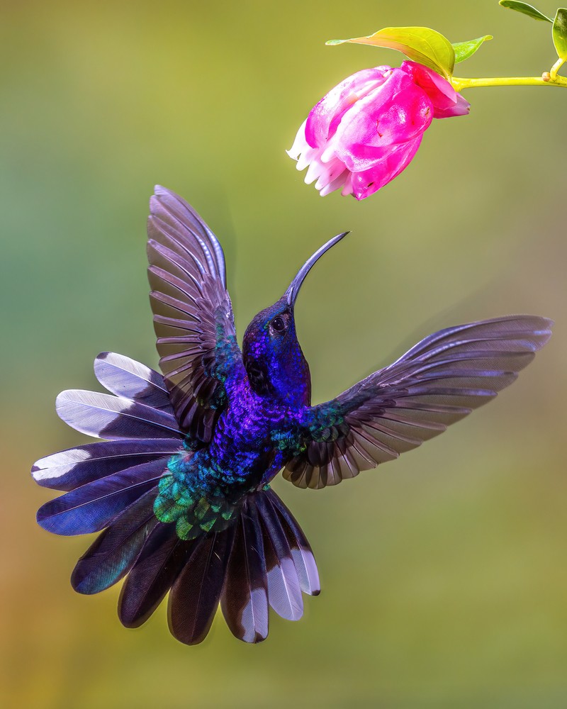 Woodpeckers, Hummingbirds - TexasPhotoman.com